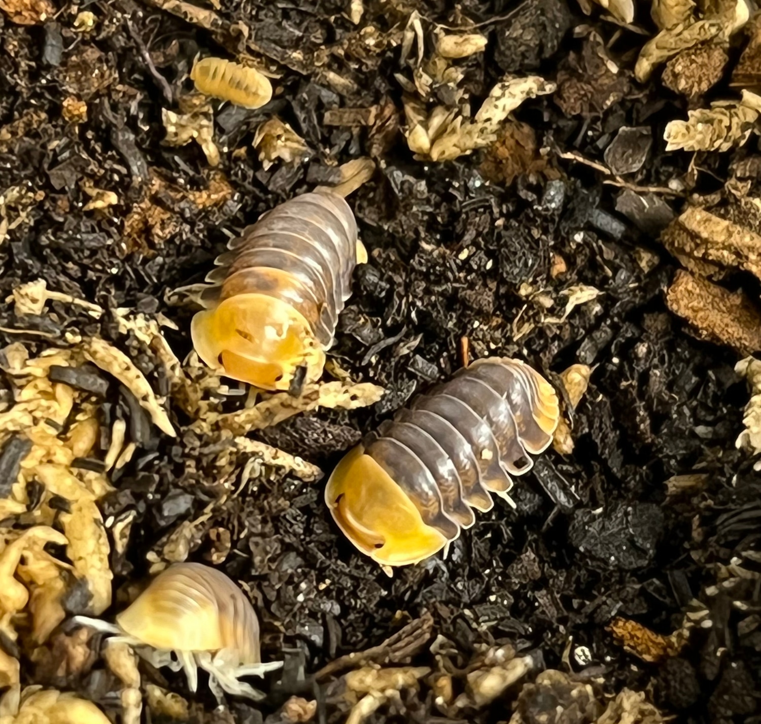 "Rubber Ducky" Cubaris Sp. Isopod by KLW Reptiles MorphMarket