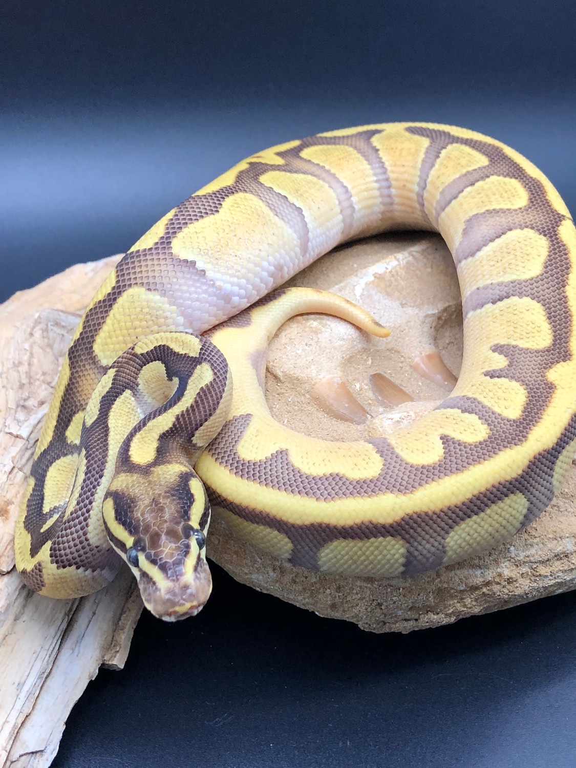 Fire Enchi OD Ball Python by Resplendent Reptiles & Exotics - MorphMarket