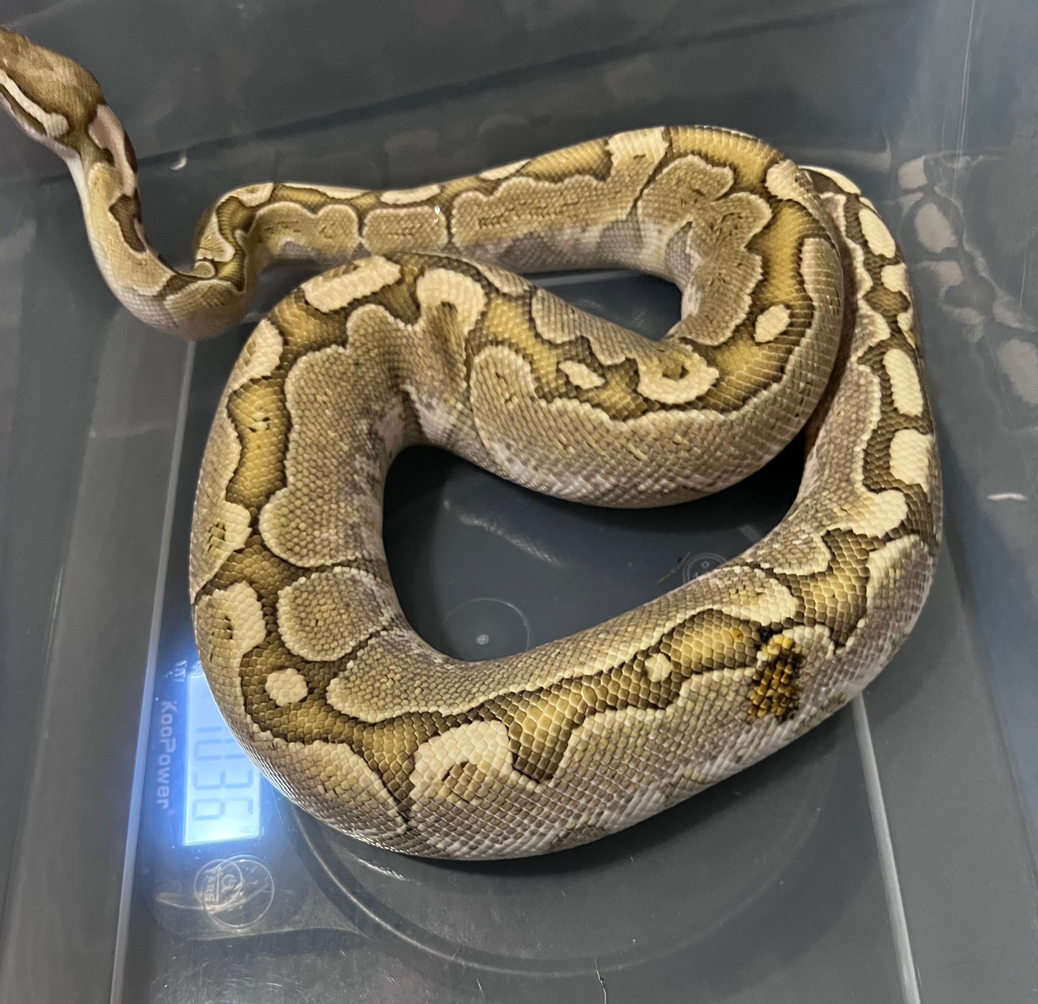 Bamboo Ball Python by Resplendent Reptiles & Exotics - MorphMarket