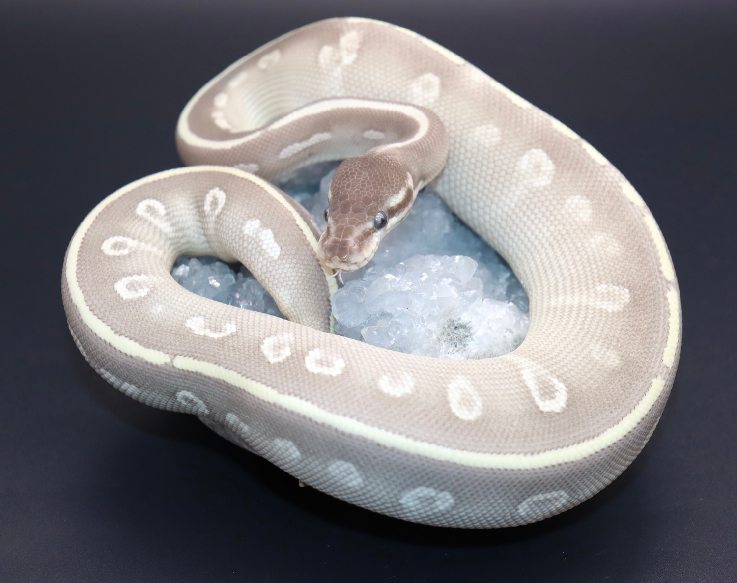 Purple Passion Ball Python by Resplendent Reptiles & Exotics - MorphMarket