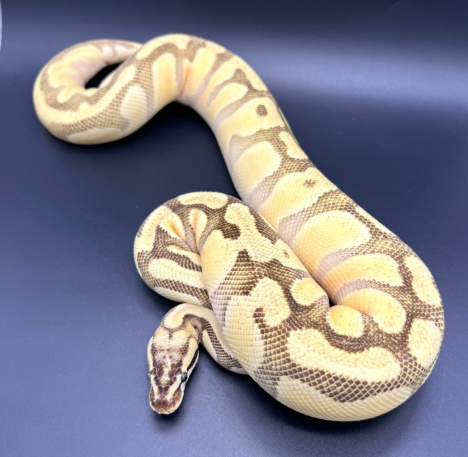Triton Ball Python by Resplendent Reptiles & Exotics - MorphMarket