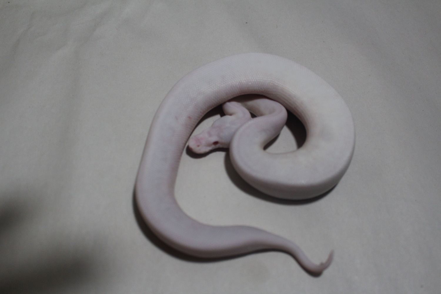 White Demon Ball Python by K&A Reptiles - MorphMarket