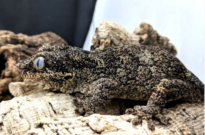 Yellow Dark Base Retic Gargoyle Gecko by Brimstone Dragons and Geckos