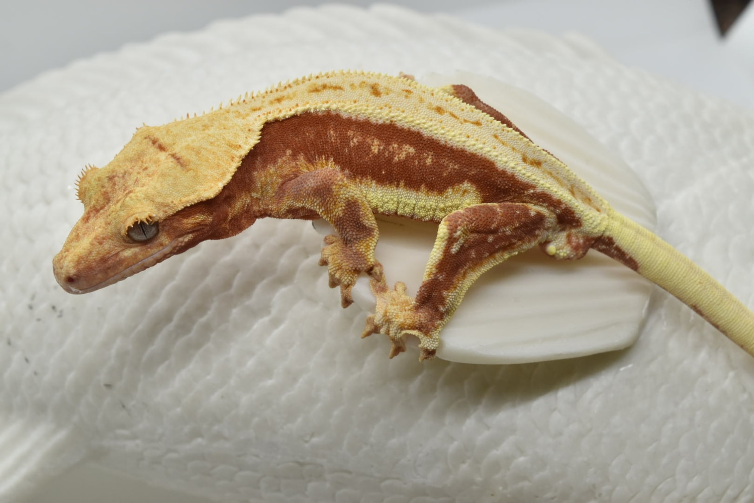 Almost Rtb Crested Gecko by First Class Geckos MorphMarket