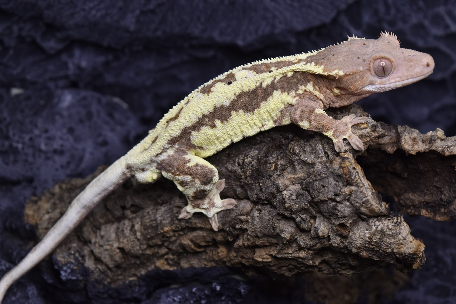 Male Frapp And Female Proven Capp Crested Gecko by First Class Geckos