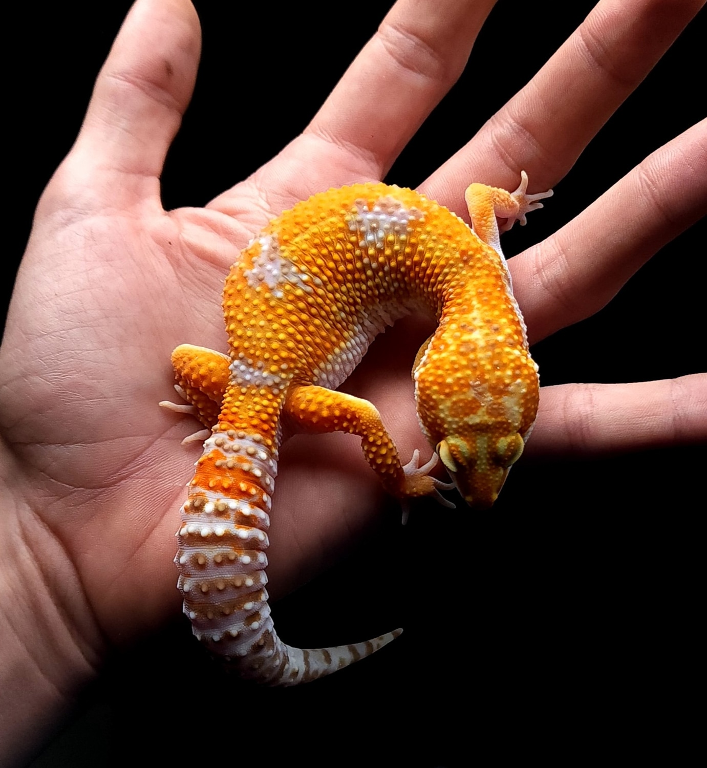 Tangerine Tremper Albino Leopard Gecko by Kile's Leo's MorphMarket