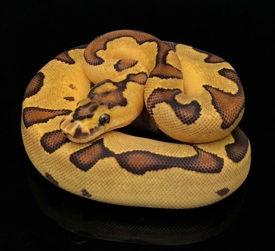 Enchi Fire (Blade) Clown Ball Python by KMReptiles