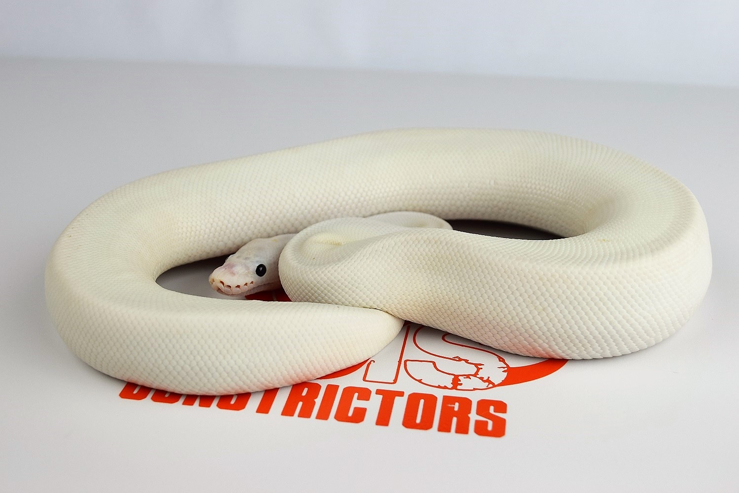 Black Eyed Leucistic Ball Python by KMS Constrictors, LLC - MorphMarket