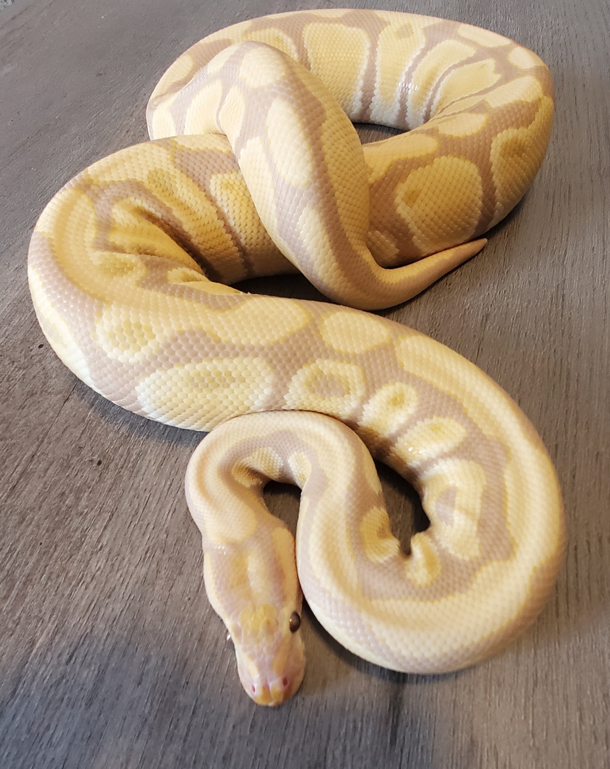 Candy Ball Python by KMS Constrictors, LLC MorphMarket