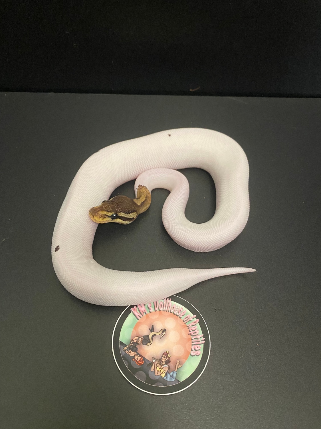 Cinnamon Pied Ball Python by KM’S Dollhouse of Reptiles - MorphMarket