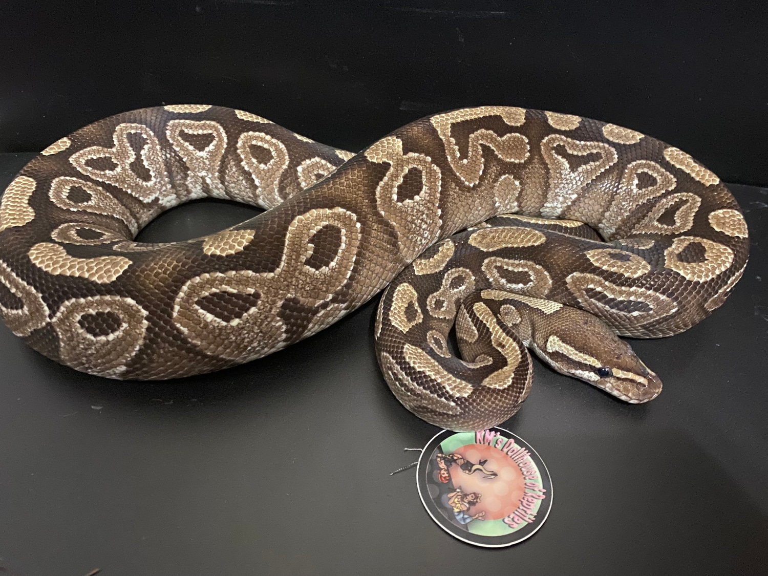 Mojave Ball Python by KM’S Dollhouse of Reptiles - MorphMarket