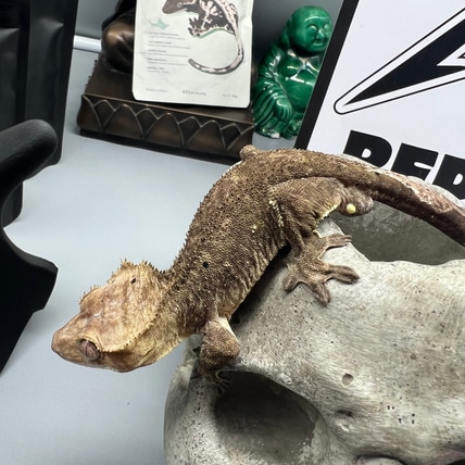Phantom Axanthic Crested Gecko