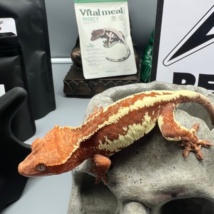 Frappuccino Pos Het Axanthic Crested Gecko
