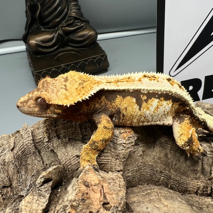 Sable Male Crested Gecko