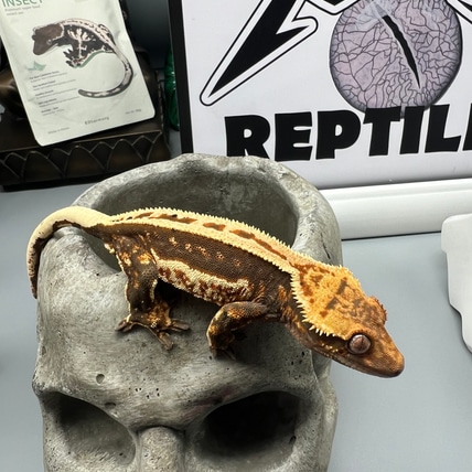 Empty Back Het Ss Crested Gecko