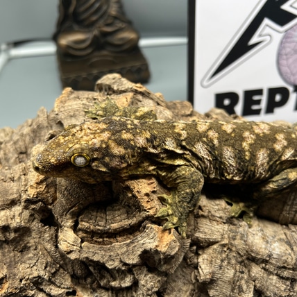Moro Leachianus Gecko