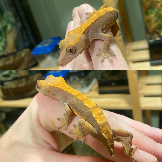 Harlequin Crested Gecko by Lucky Geckos