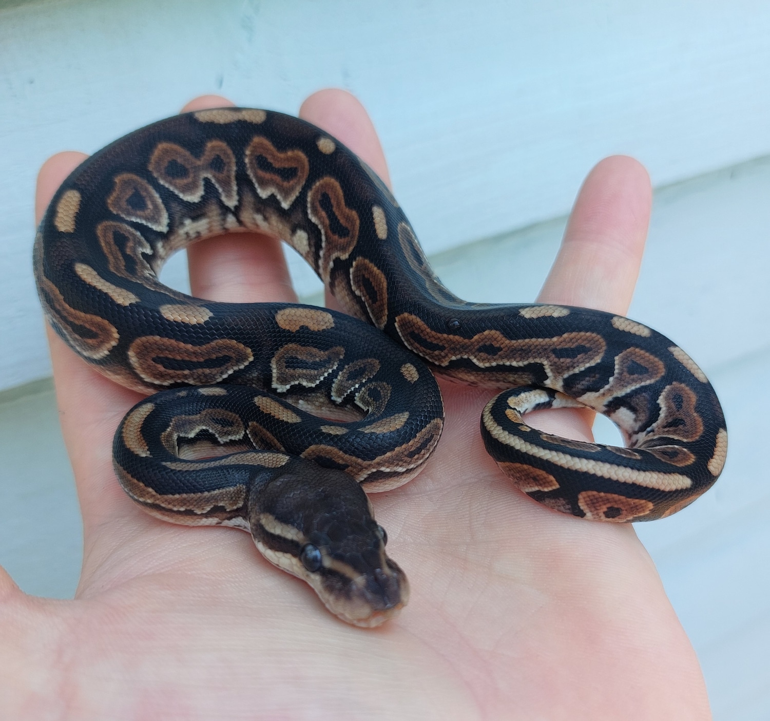 ♀️ Cinnamon, Possible Chocolate, 50% Het Hypo Ball Python by Knights ...