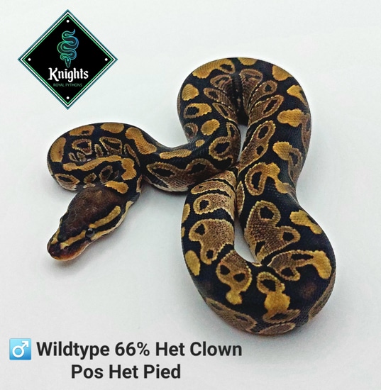 ♂️ Normal 66% Het Clown, Pos Het Pied Ball Python by Knights Royal Pythons