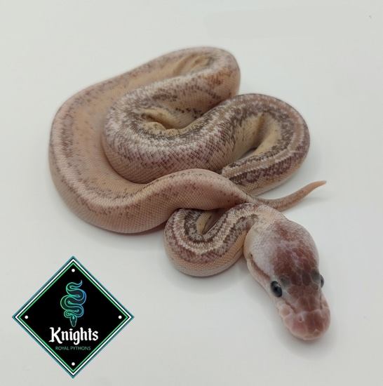 ♀️ Super Orange Dream, Pinstripe, Lesser, Pewter, Yellowbelly, 100% Het ...