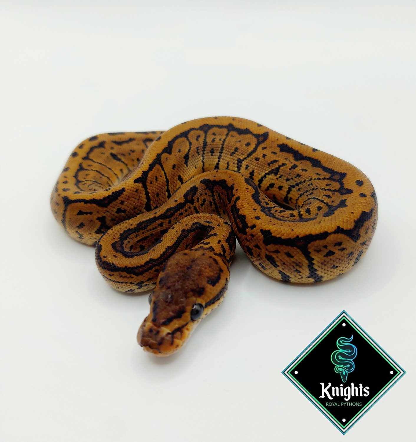 Knights Royal Pythons's Collection - MorphMarket