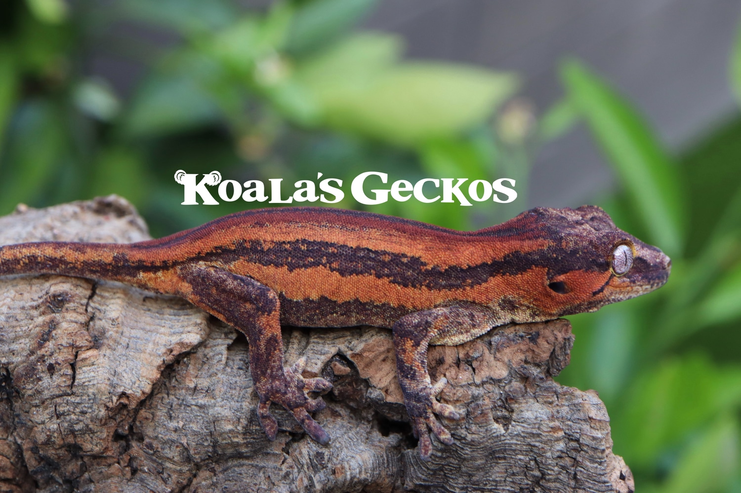 High End Holdback Release 3 Gargoyle Gecko by Koala's Geckos MorphMarket