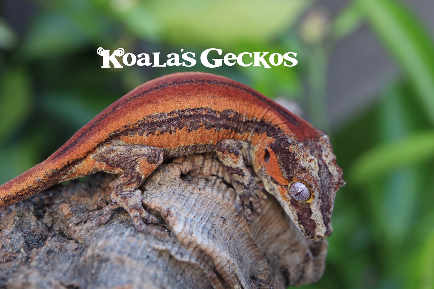 High End Holdback Release 2 Gargoyle Gecko by Koala's Geckos MorphMarket