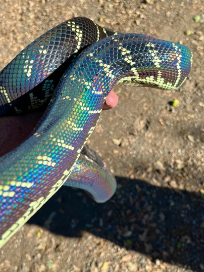 Boelen’s Python. Rainbow Serpent Reticulated Python by Redwood Reptiles