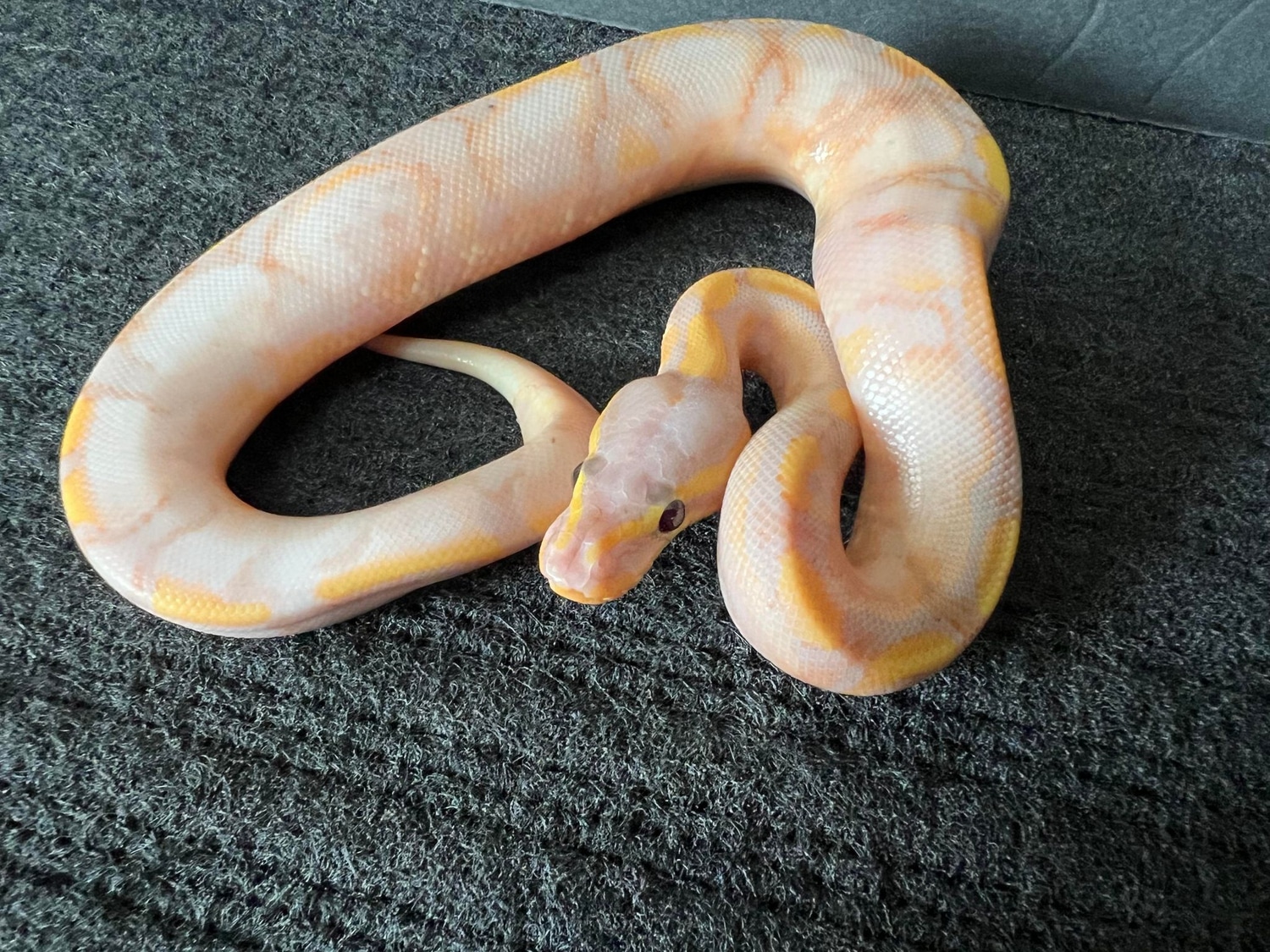 Banana, Calico, Yellowbelly (Male Maker) Ball Python by Righteous