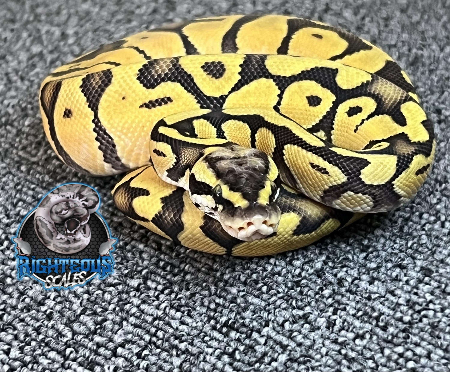 Pastel Enchi Ghost Ball Python by Righteous Scales, LLC MorphMarket