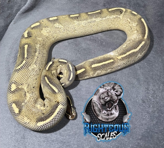 Double Freeway Ball Python Freeway Ball Python by Pinnacle Pythons, LLC