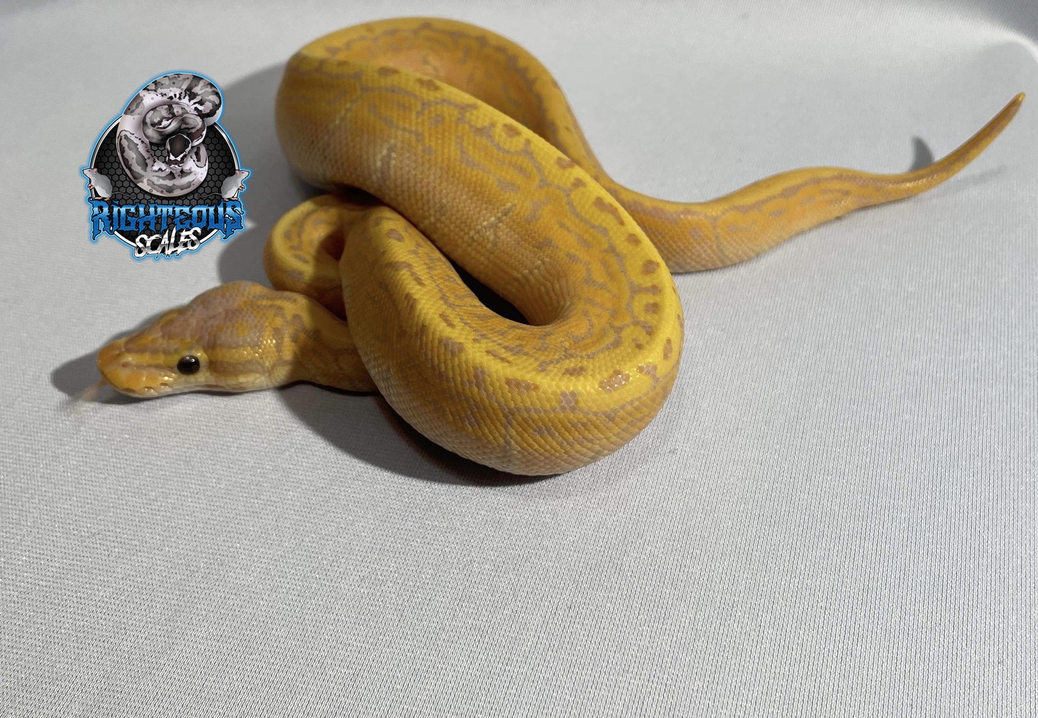 Blitz Pinstripe Banana Possible Acid Ball Python by Righteous Scales