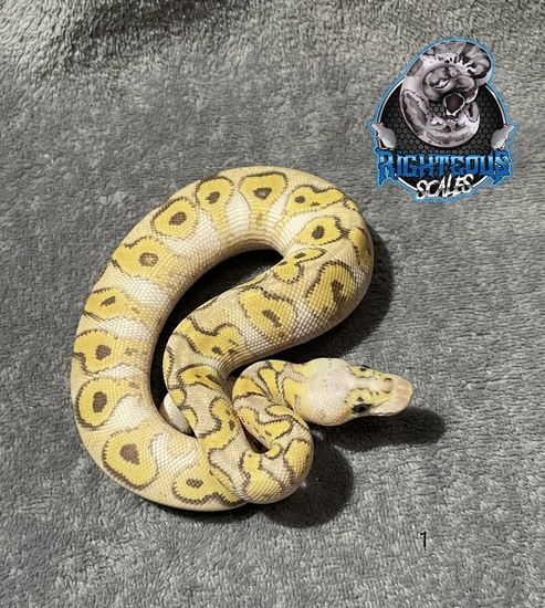 Pastave Spark Clown Ball Python by Pinnacle Pythons, LLC