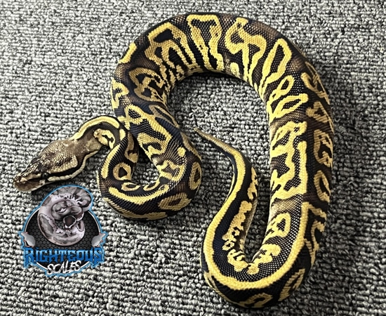 Pastel Yellowbelly Leopard Ball Python by Pinnacle Pythons, LLC