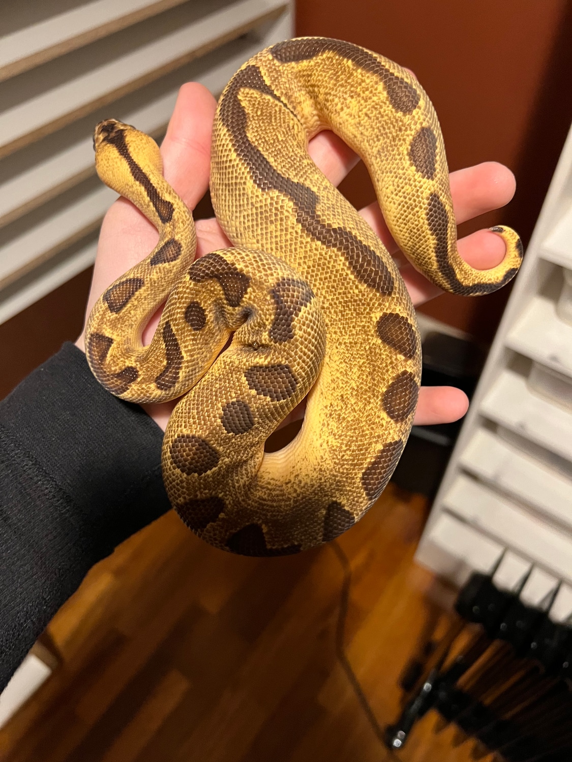 Pastel Enchi Leopard Clown Ball Python by HK pythons - MorphMarket