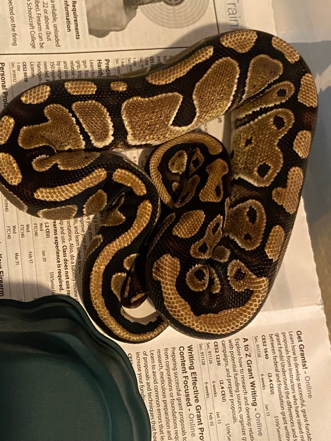 100% Het Pied Ball Python by HK pythons - MorphMarket