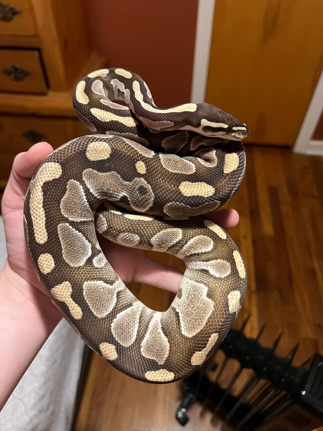 Lesser Ball Python by HK pythons - MorphMarket