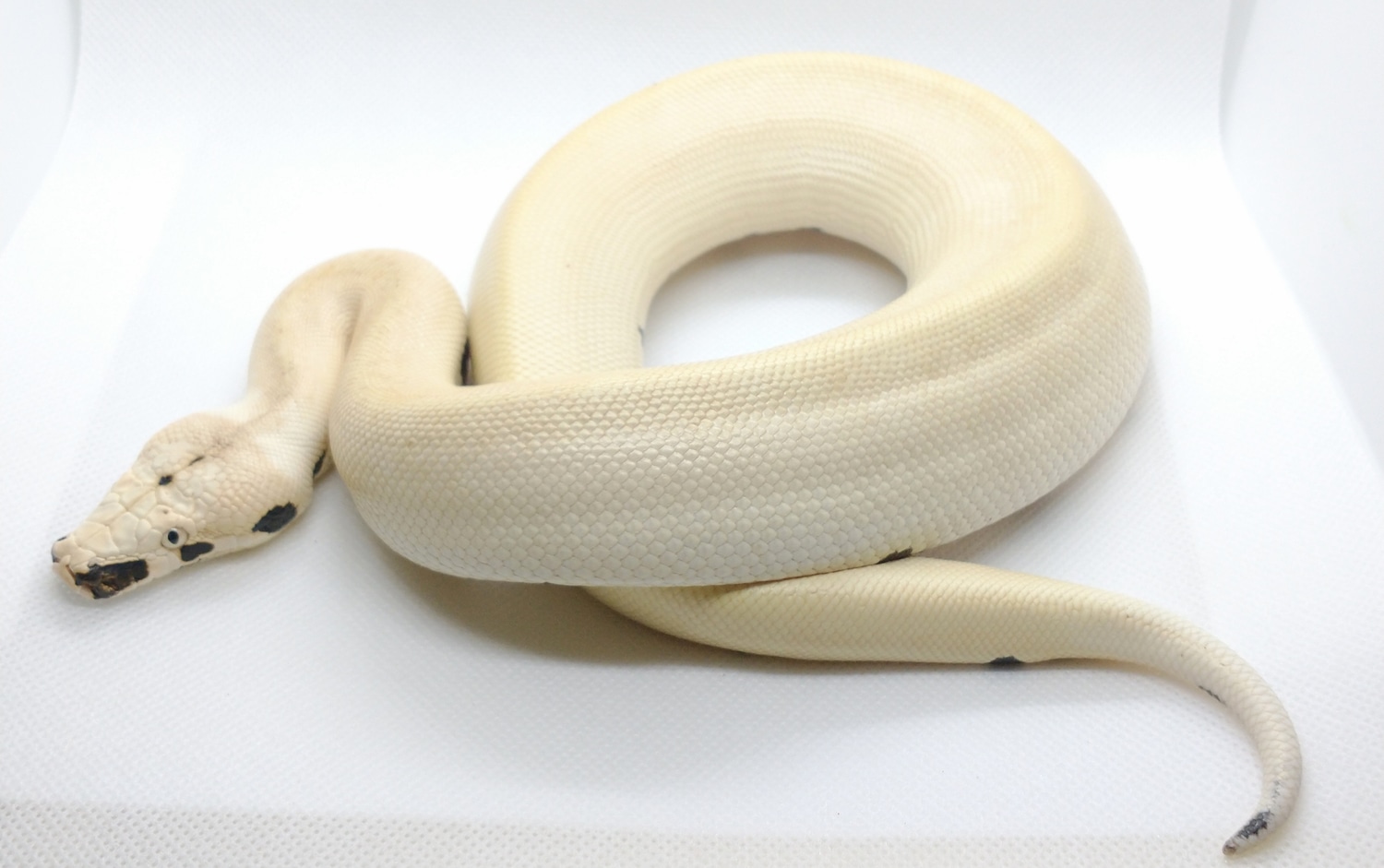 Magpie Blood Python by Off Center Reptiles - MorphMarket