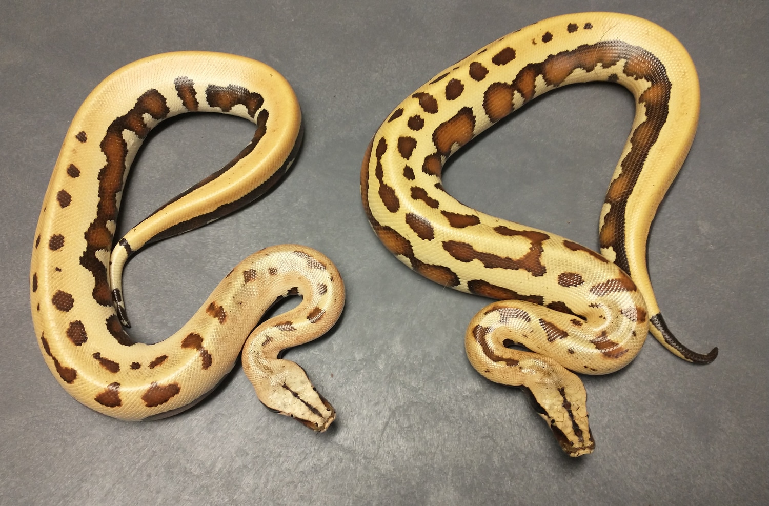 Goldeneye Blood Python by Off Center Reptiles - MorphMarket