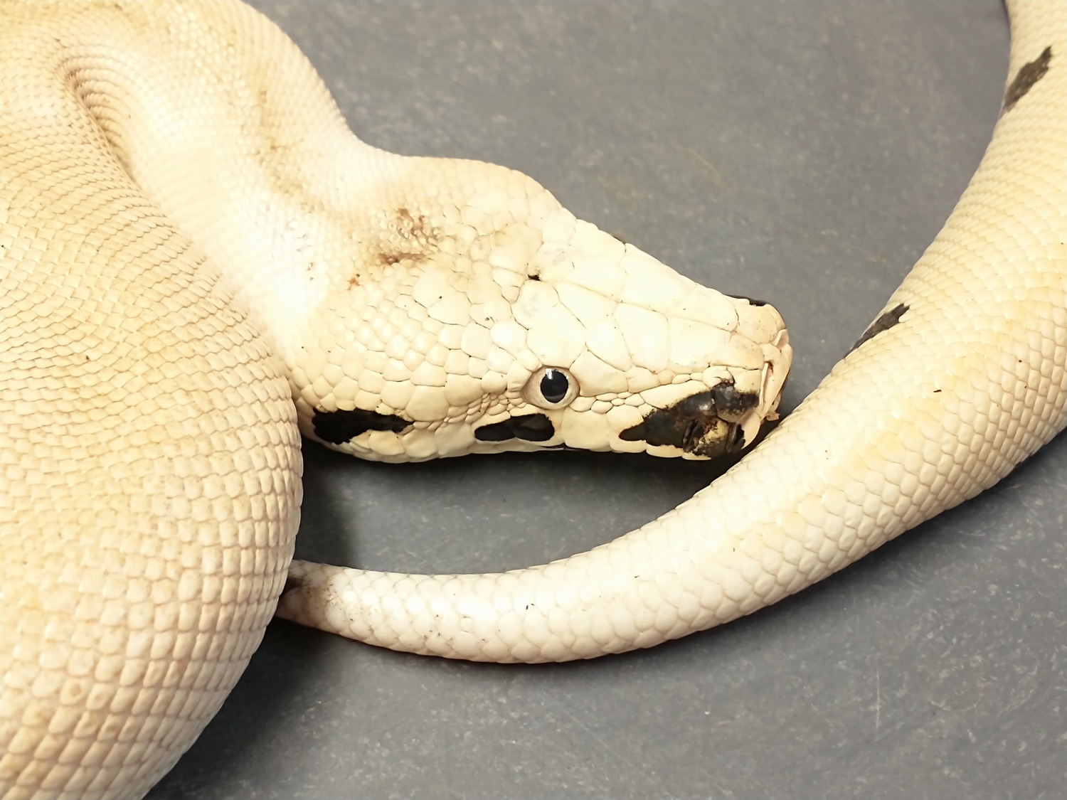 Magpie Blood Python by Off Center Reptiles - MorphMarket