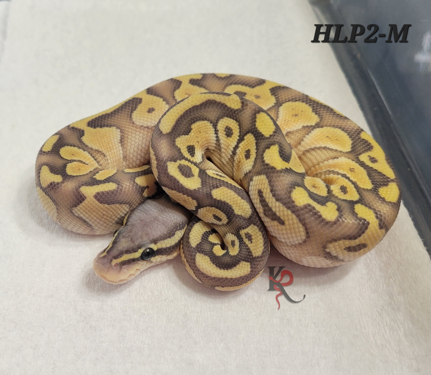 Pastel Lesser Ghost FREE SHIPPING Ball Python by KP Reptiles & Exotics