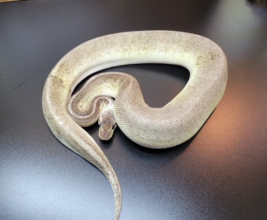 Sterling Fire Dinker Ball Python by KP Exotics