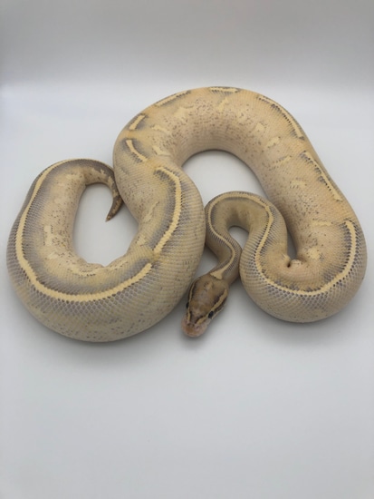 Highway Ball Python by Observe Pythons