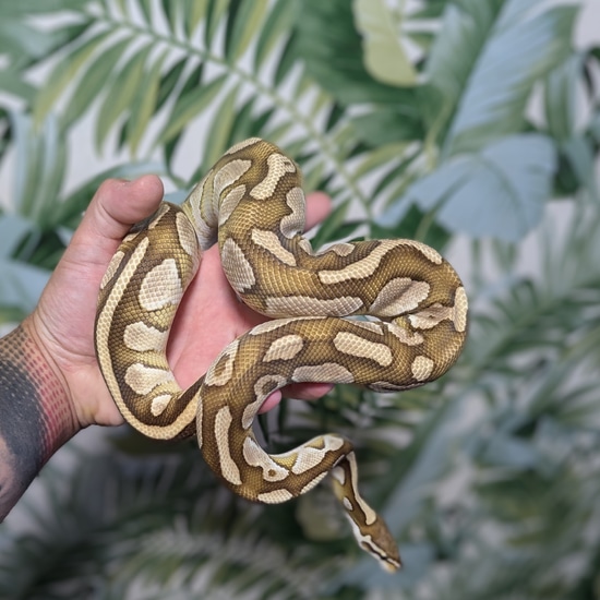 Double Bell Python Stock Proven Breeder Lesser Double Het Hypo Clown Ball Python by Krakenballs