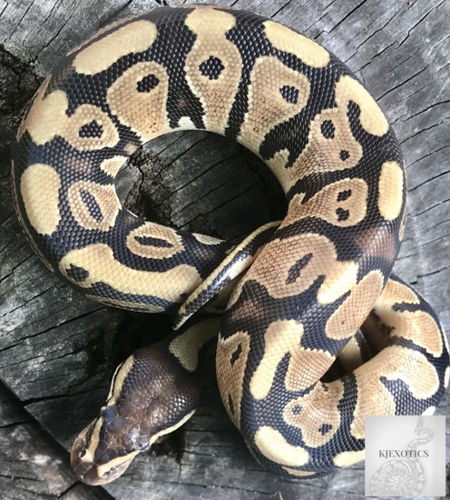 Normal 100% Het Pied Ball Python by KJExotics