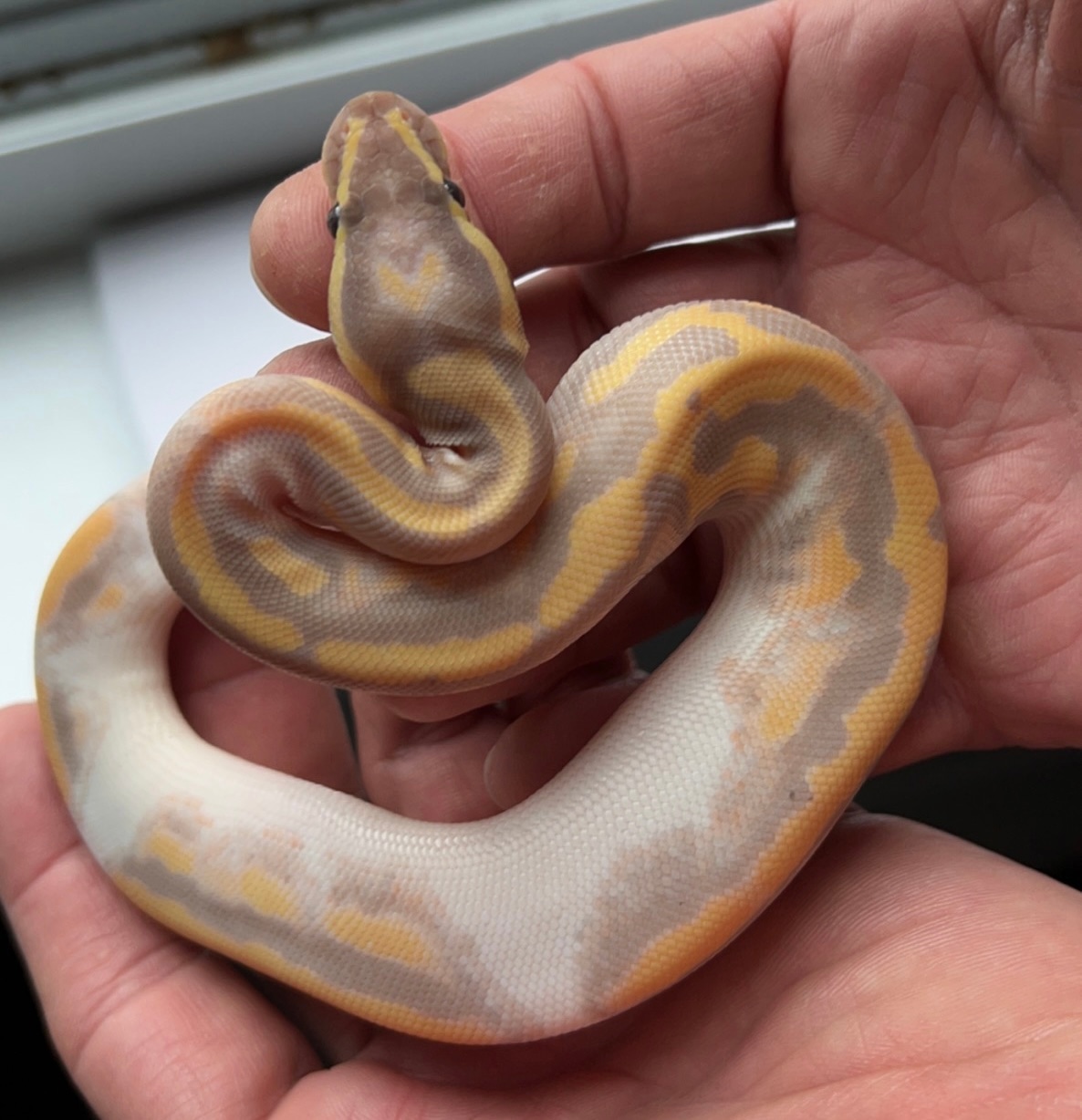 Banana Pied / Poss Leopard Ball Python by BlueLineBalls - MorphMarket