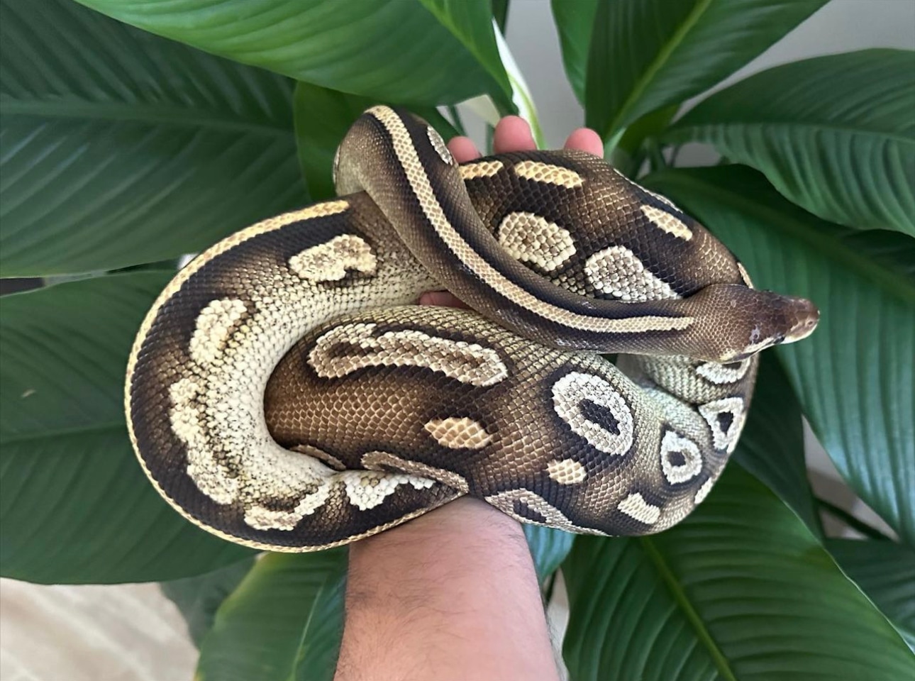 Blackhead Pastel Mojave Ringer Ball Python by Kreative Kollectors ...