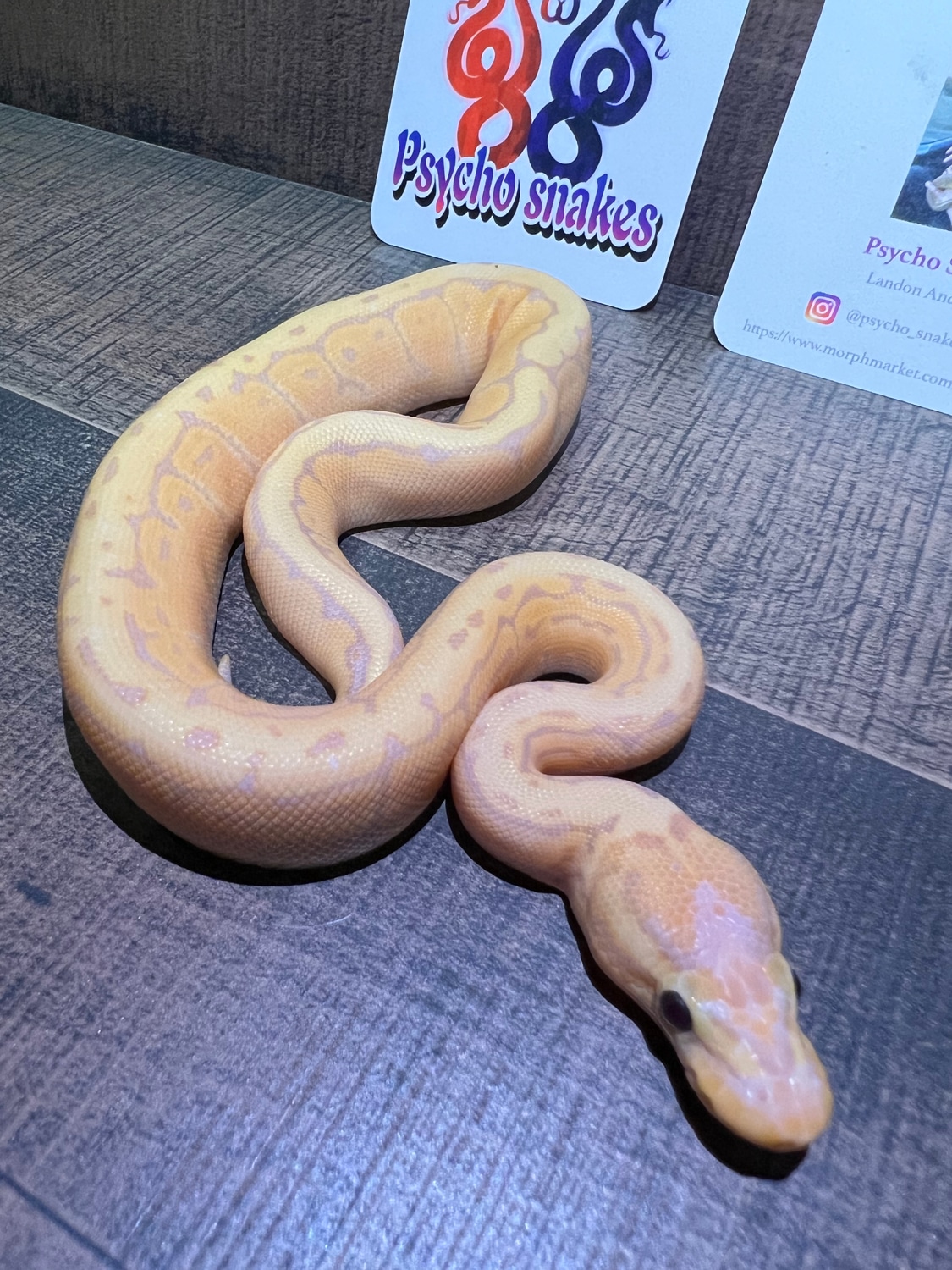 Banana Pinstripe Ball Python by Psycho Snakes - MorphMarket