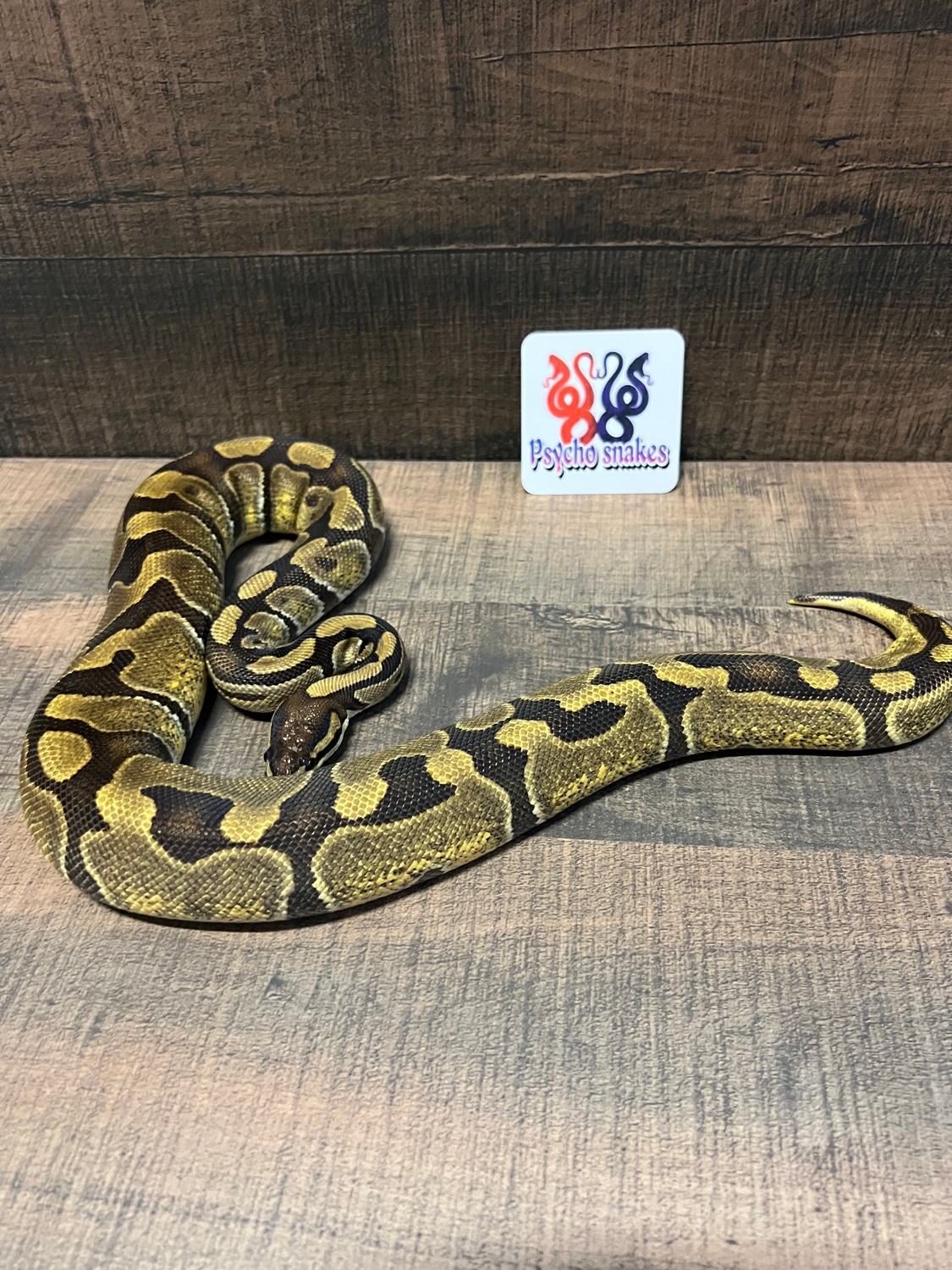 Enchi Ball Python by Psycho Snakes - MorphMarket