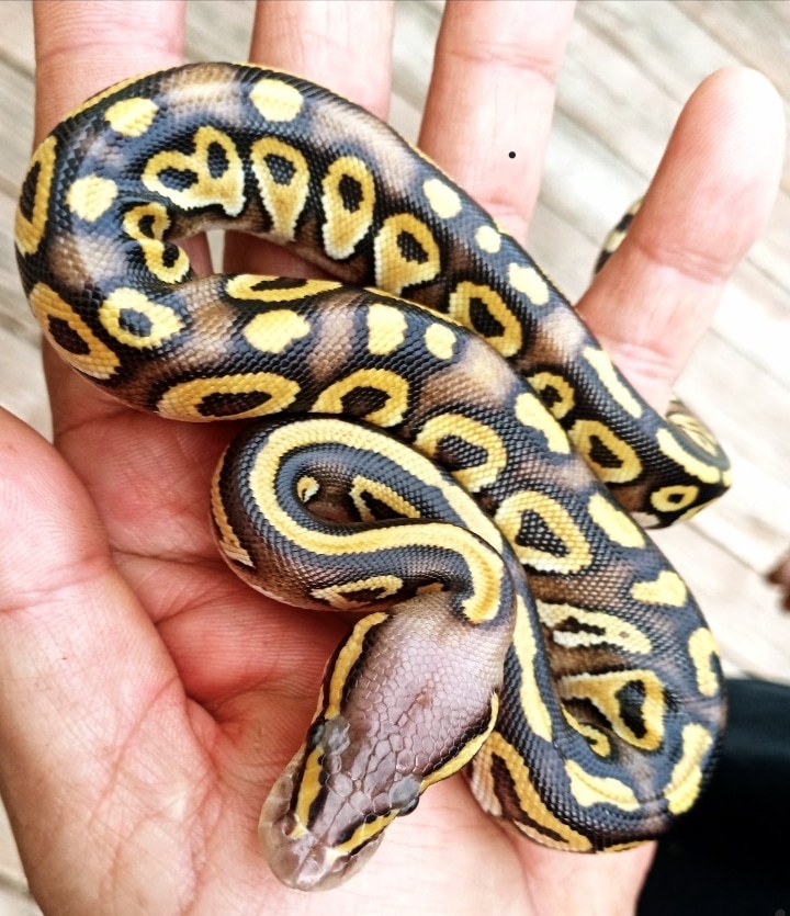 Pastave (Mojave Pastel) Ball Python by Nice Balls! - MorphMarket